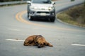 selective focus stray dog Ã¢â¬â¹Ã¢â¬â¹lying on the street There is room for text. The concept of the danger of driving on the road